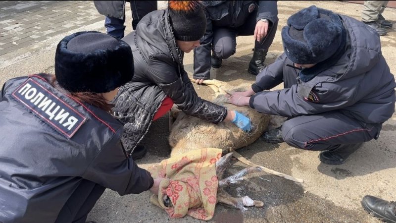 В Арсеньеве Приморского края сотрудники полиции помогли спасти косулю